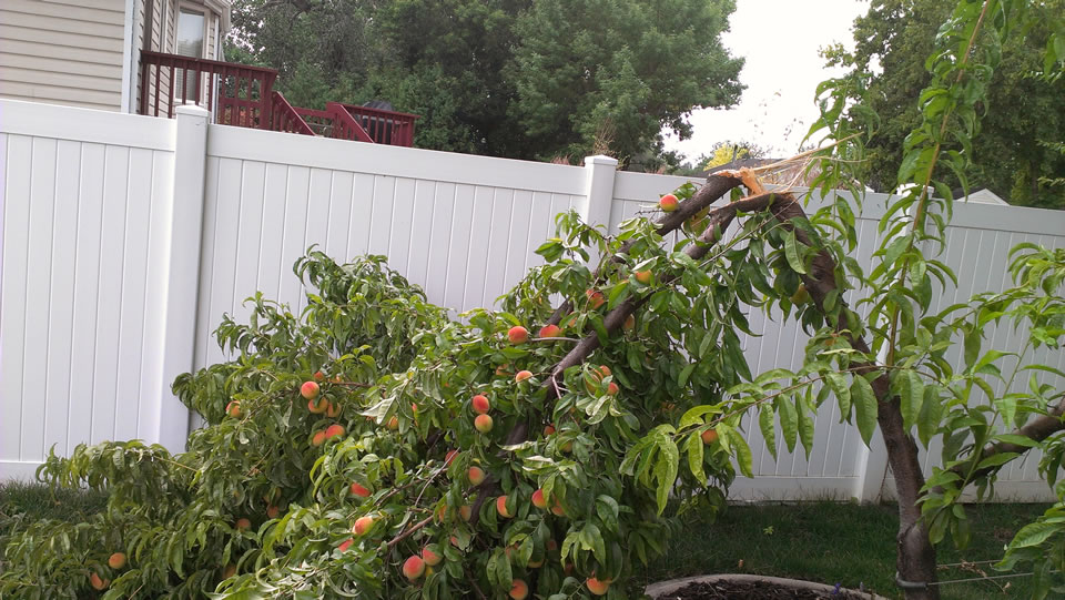 Why Prune Fruit Trees Every Year