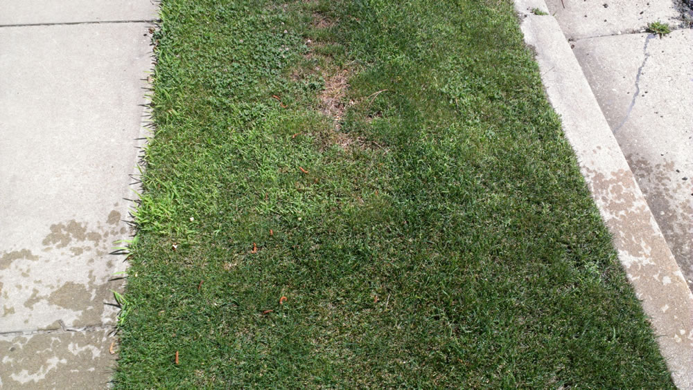 Yard with crabgrass